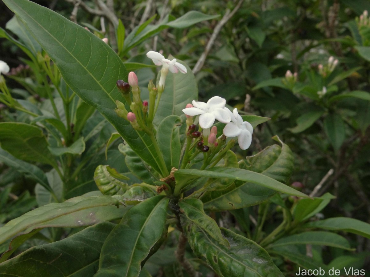 Rauvolfia verticillata (Lour.) Baill.